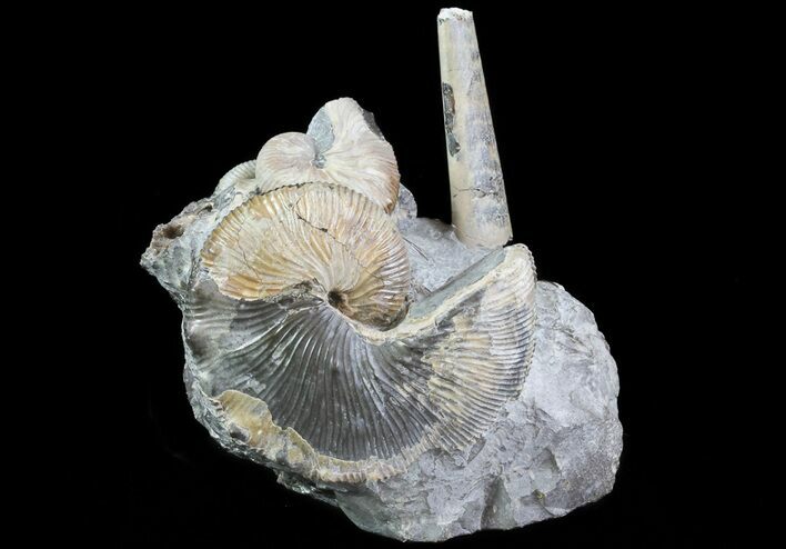 Ammonite (Hoploscaphites) & Baculites Association - South Dakota #6123
